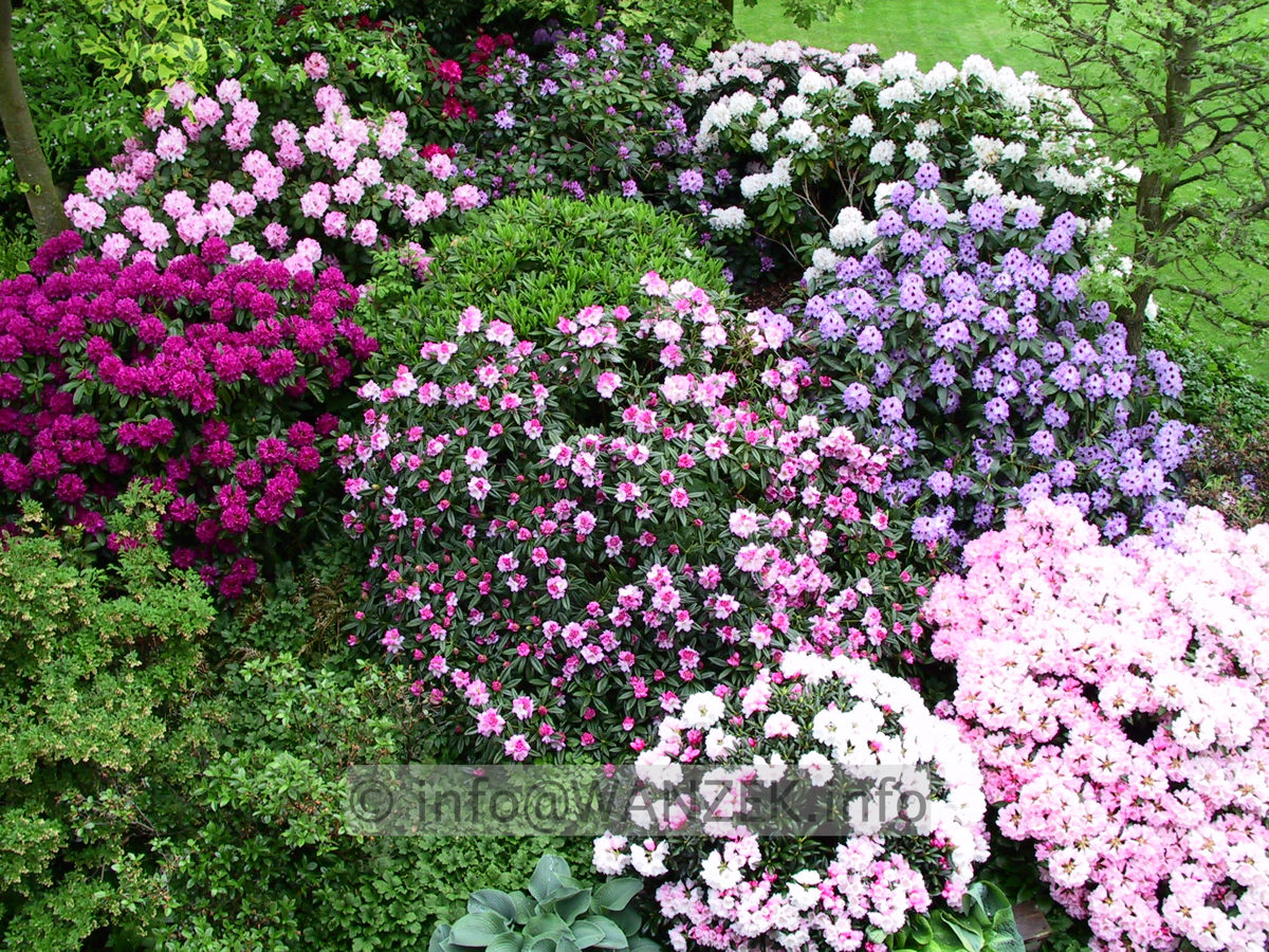 Rhododendron Hybriden in Sorten 12.JPG